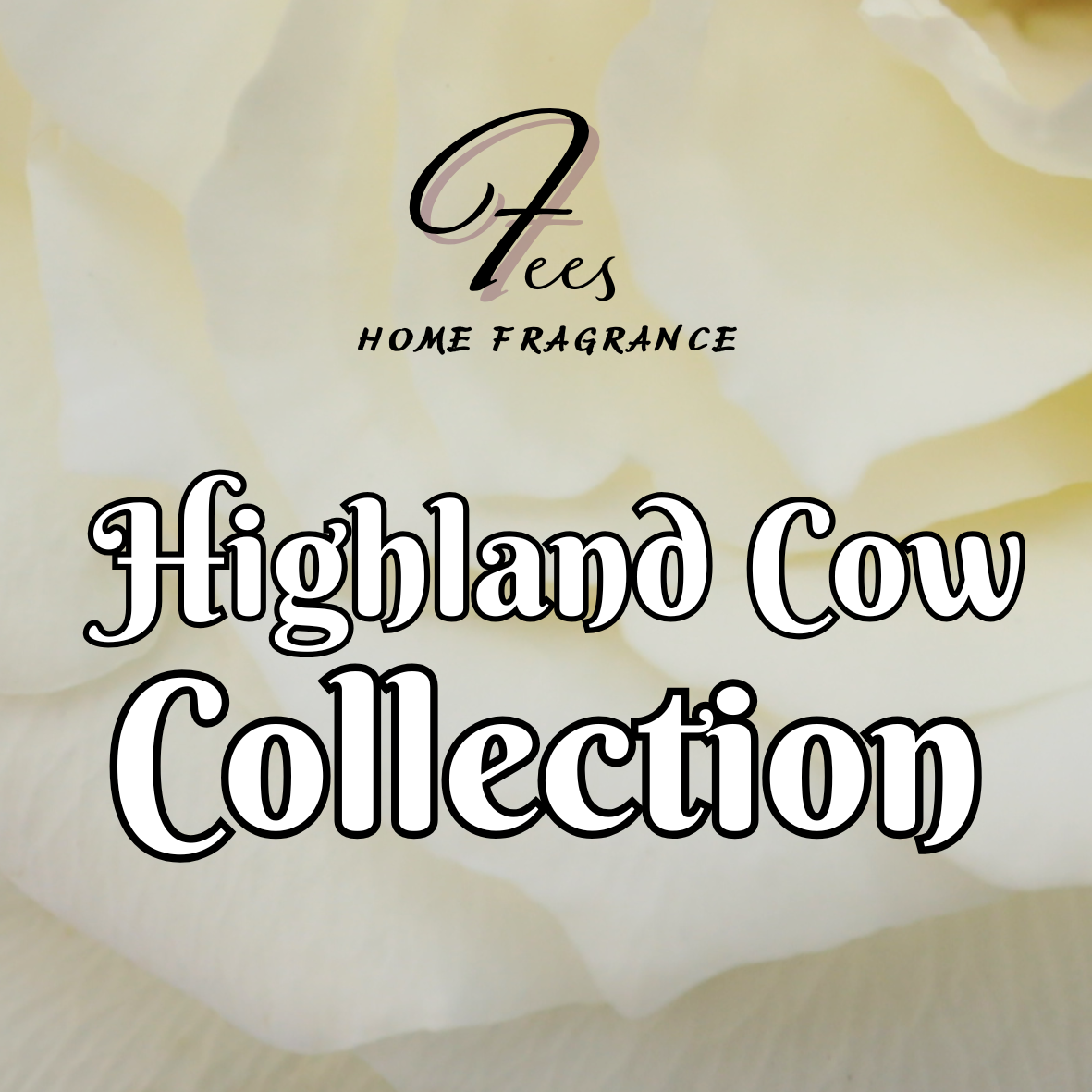highland cow collection